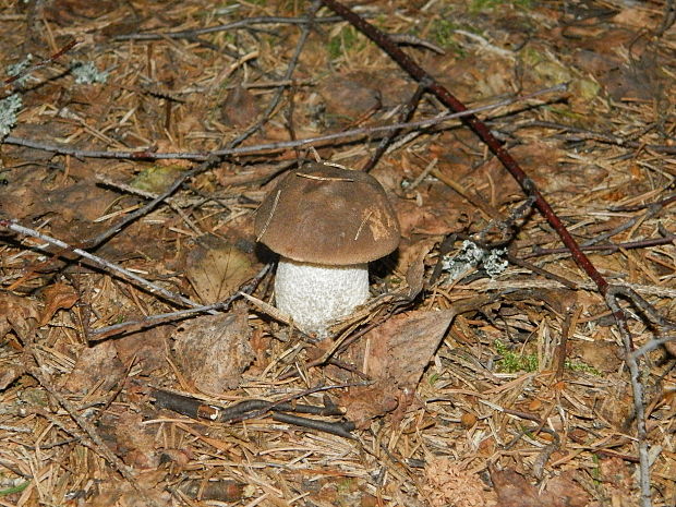 kozák brezový Leccinum scabrum (Bull.) Gray