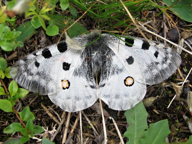 jasoň červenooký Parnassius apollo candidus