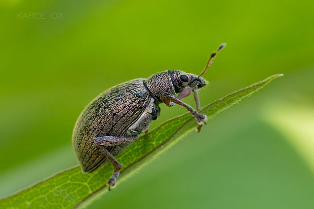 šupináčik ovocný  Phyllobius pyri