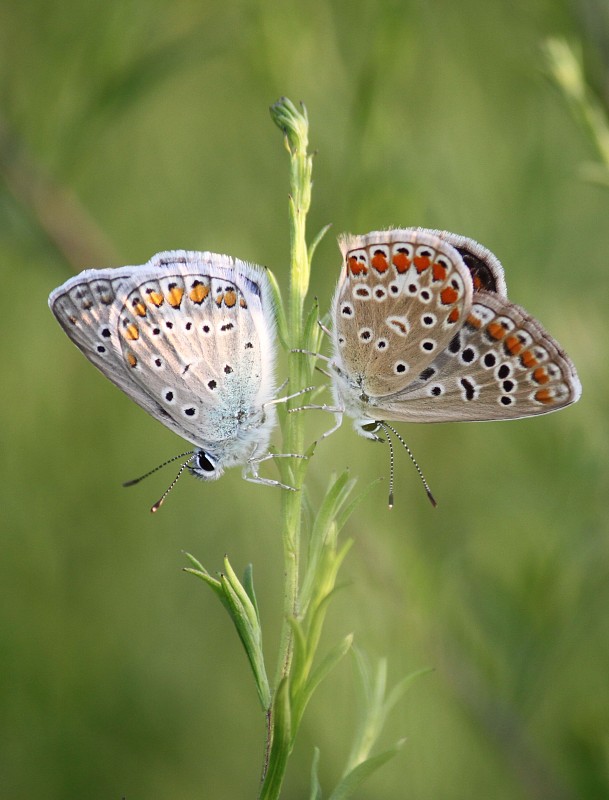 modráčik obyčajný Polyommatus icarus