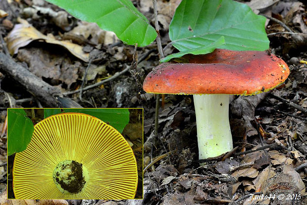 plávka zlatožltá Russula aurea Pers.