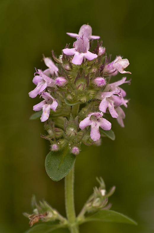 dúška Thymus sp.