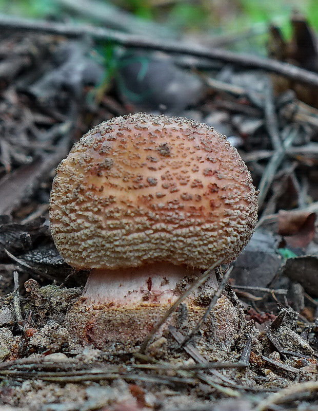 muchotrávka červenkastá Amanita rubescens Pers.