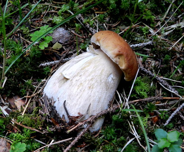 hríb smrekový Boletus edulis Bull.