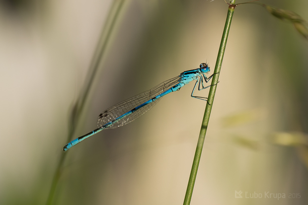 šidielko obyčajné Coenagrion puella Linnaeus, 1758