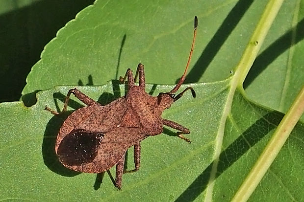 obrubnica štiavová  Coreus marginatus Linnaeus, 1758