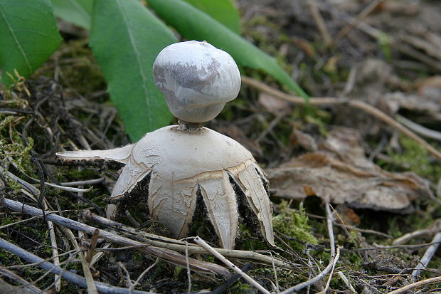 hviezdovka tmavá Geastrum coronatum Pers.