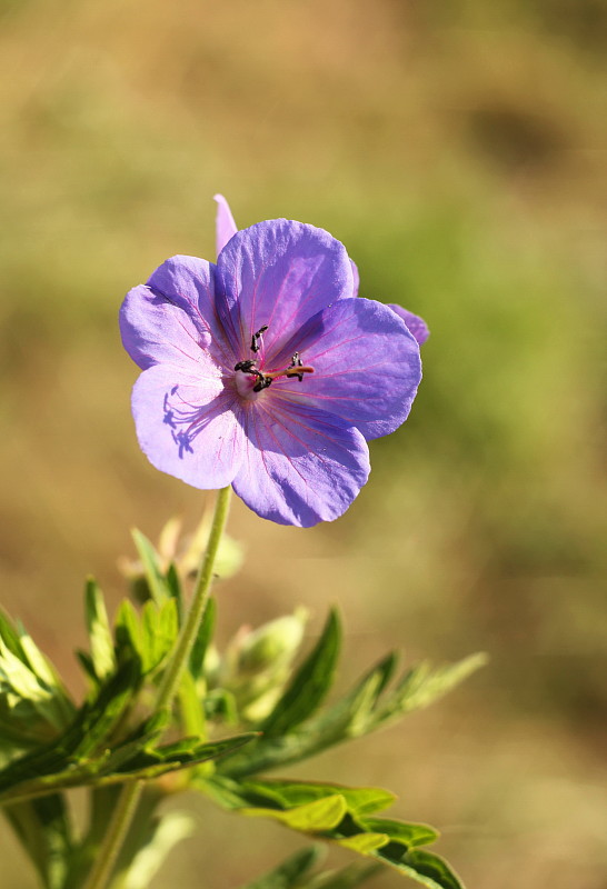 pakost lúčny Geranium pratense L.