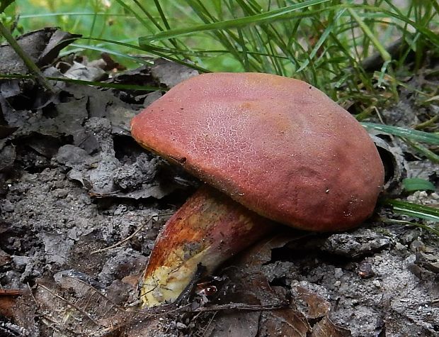 suchohríb karmínový Hortiboletus rubellus (Krombh.) Simonini, Vizzini & Gelardi