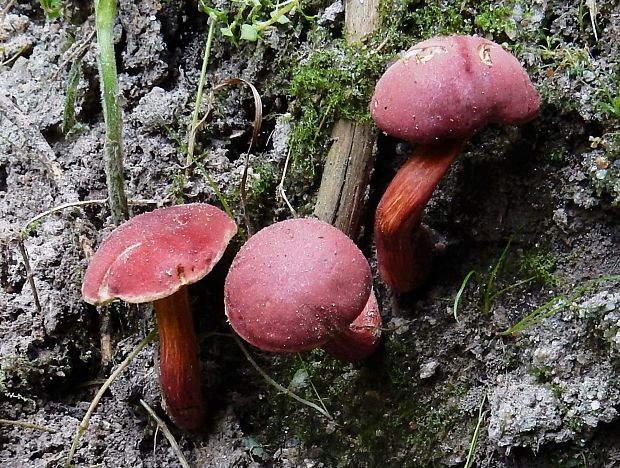 suchohríb karmínový Hortiboletus rubellus (Krombh.) Simonini, Vizzini & Gelardi