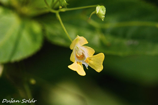 netýkavka malokvetá Impatiens parviflora DC.