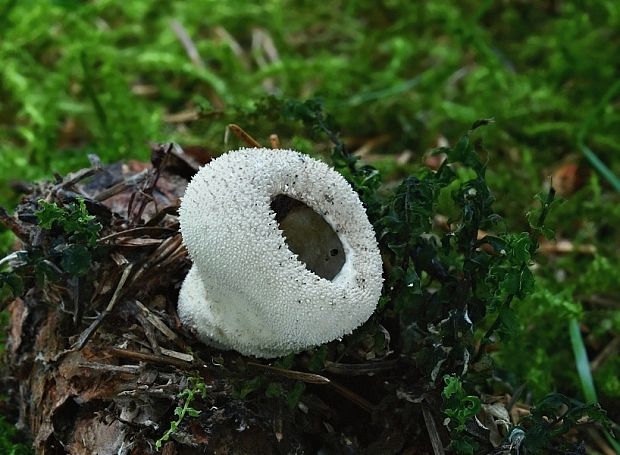 prášnica bradavičnatá Lycoperdon perlatum Pers.