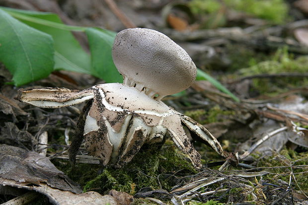 mnohokrčka dierkovaná Myriostoma coliforme (Dicks.) Corda