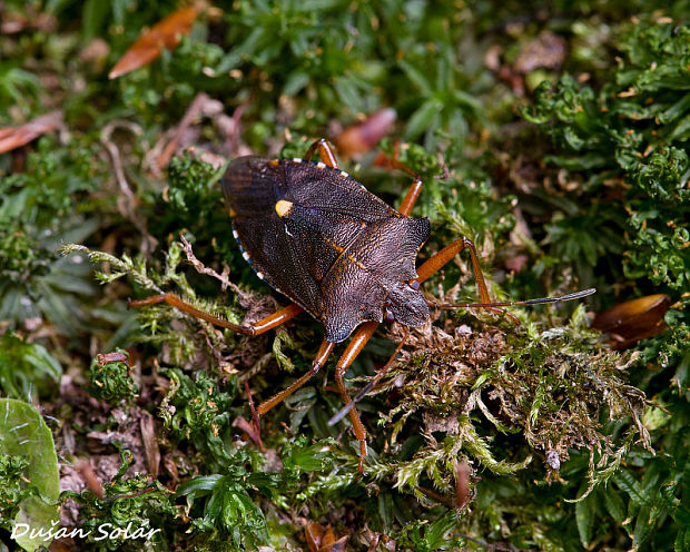 bzdocha červenonohá Pentatoma rufipes