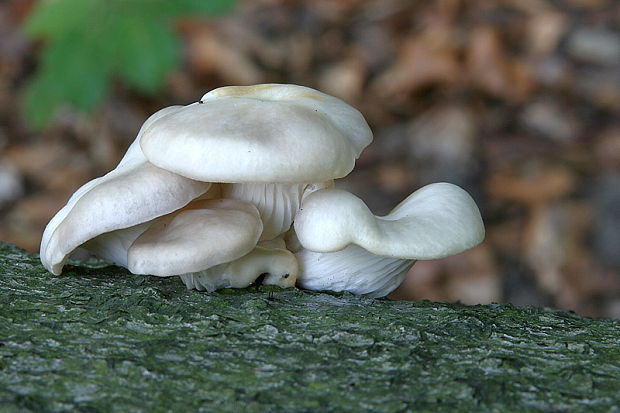 hliva buková Pleurotus pulmonarius (Fr.) Quél.