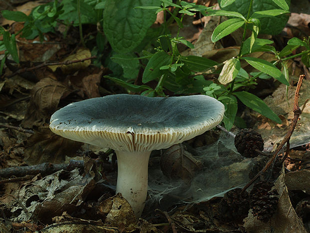 plávka modrozelená Russula parazurea Jul. Schäff.