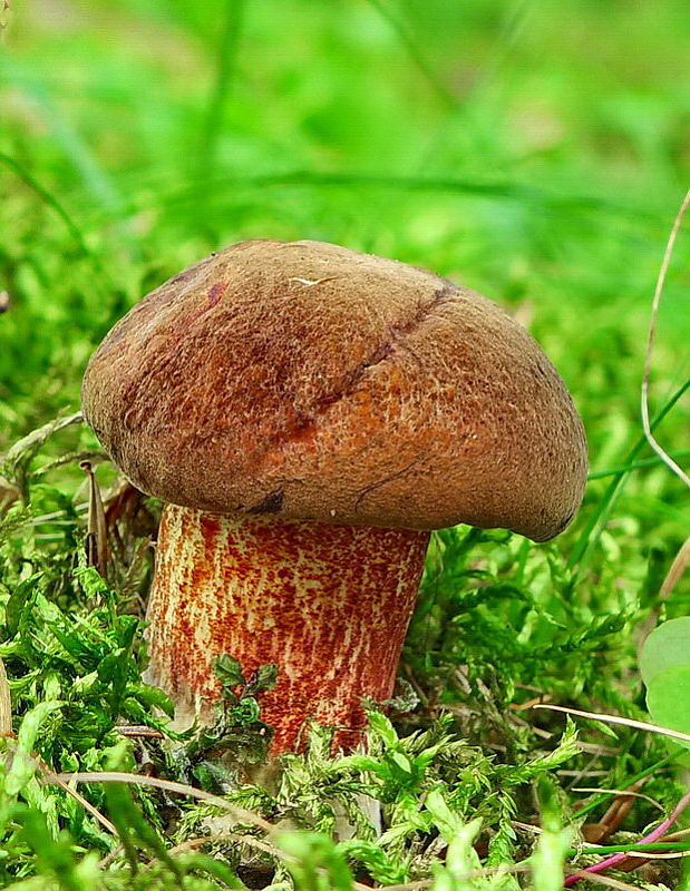 hríb zrnitohlúbikový Sutorius luridiformis (Rostk.) G. Wu & Zhu L. Yang