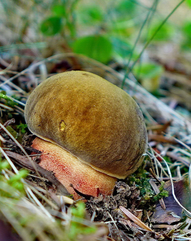 hríb zrnitohlúbikový Sutorius luridiformis (Rostk.) G. Wu & Zhu L. Yang