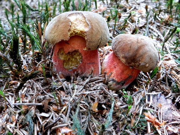 hríb zrnitohlúbikový Sutorius luridiformis (Rostk.) G. Wu & Zhu L. Yang