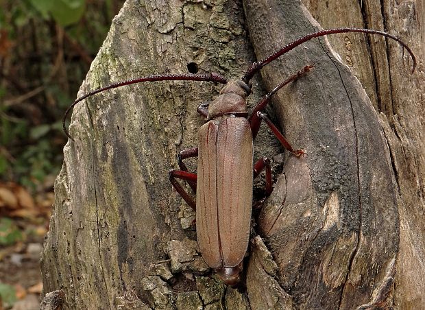 fuzáč drsnotykadlový Aegosoma scabricorne (Scopoli, 1763)