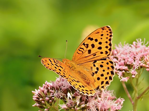 perlovec fialkový Argynnis adippe