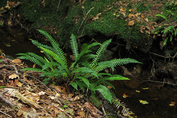 rebrovka rôznolistá Blechnum spicant (L.) Roth