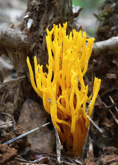 parôžkovec lepkavý Calocera viscosa (Pers.) Fr.