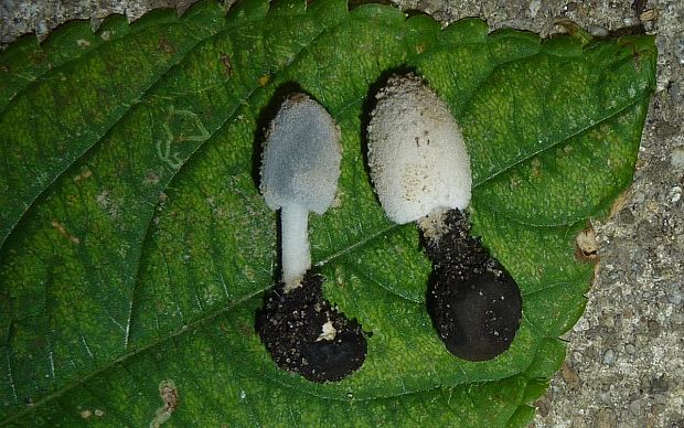 hnojník Coprinopsis tuberosa (Quél.) Doveri, Granito & Lunghini