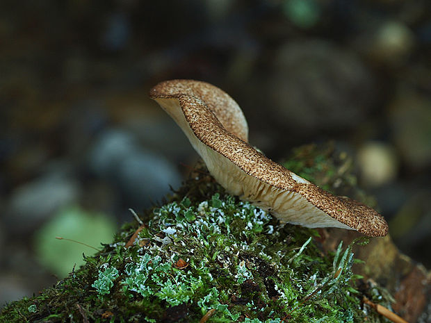 pahliva šafranová Crepidotus crocophyllus (Berk.) Sacc.