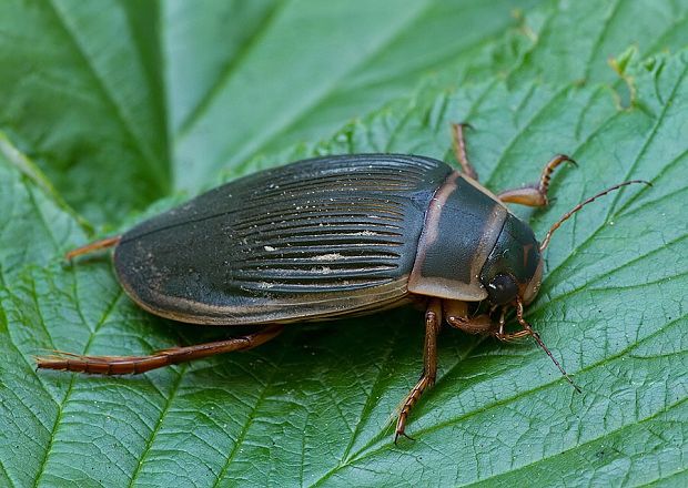 potápnik obrúbený Dytiscus marginalis