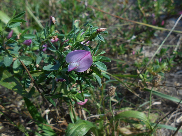 ihlica tŕnitá Ononis spinosa L.