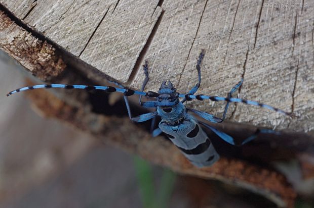 fúzač alpský Rosalia alpina