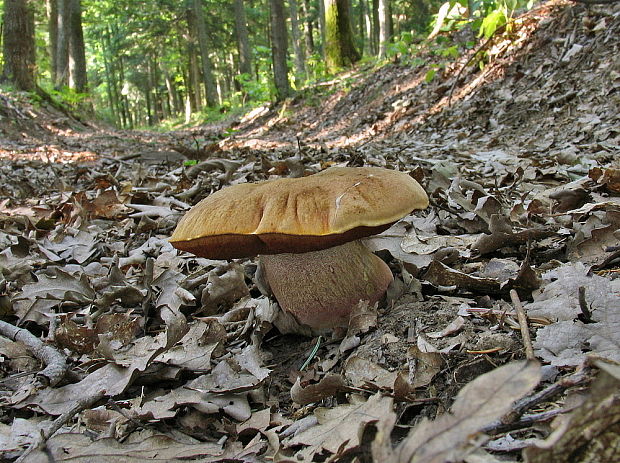 hríb zrnitohlúbikový Sutorius luridiformis (Rostk.) G. Wu & Zhu L. Yang