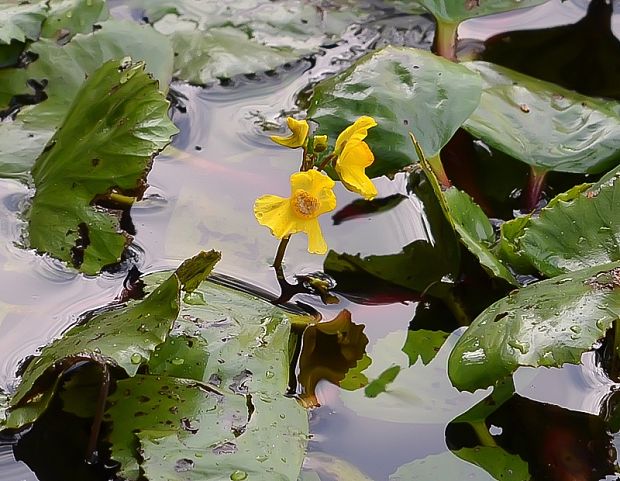 bublinatka obyčajná Utricularia vulgaris L.