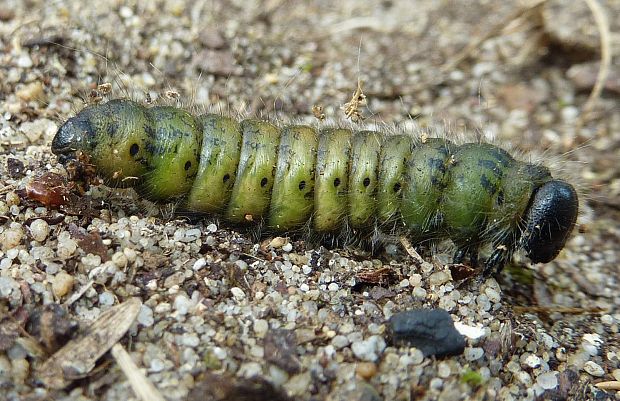 siatica oziminová Agrotis segetum