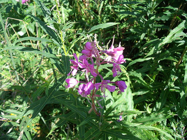 kyprina úzkolistá Chamerion angustifolium (L.) Holub