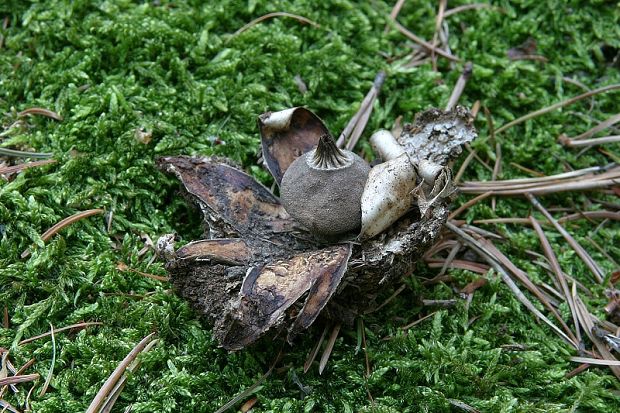 hviezdovka Berkeleyova Geastrum berkeleyi Massee