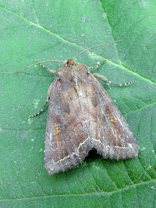 mora kelová   Lacanobia oleracea  Linnaeus, 1758