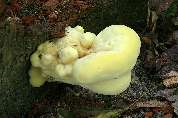 sírovec obyčajný Laetiporus sulphureus (Bull.) Murrill