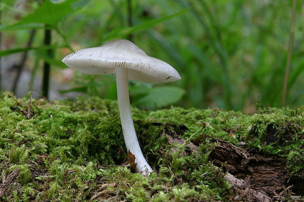 štítovka vŕbová Pluteus salicinus (Pers.) P. Kumm.