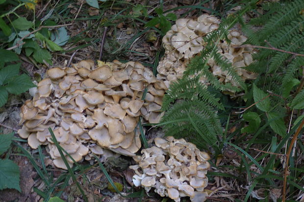 trúdnik klobúčkatý Polyporus umbellatus (Pers.) Fr.