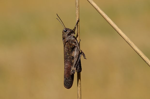 koník červenokrídly Psophus stridulus