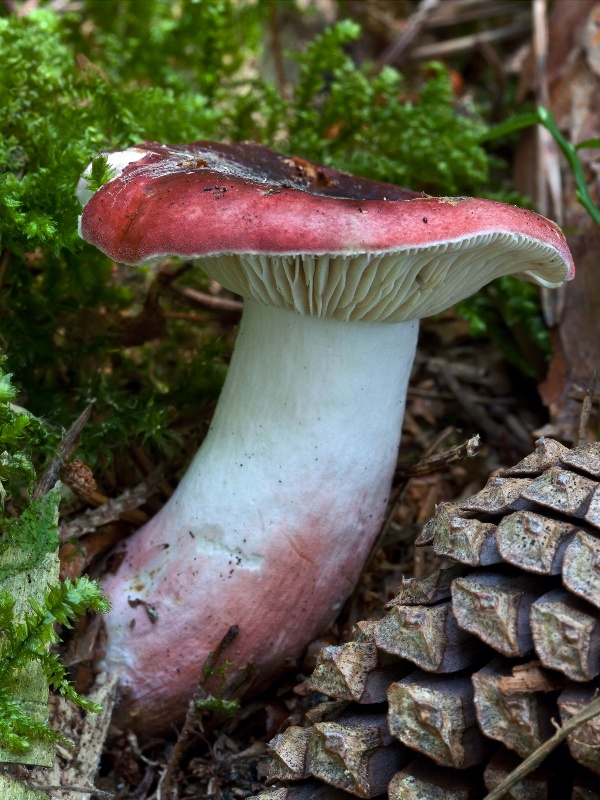 plávka červenohlúbiková Russula rhodopus Zvára