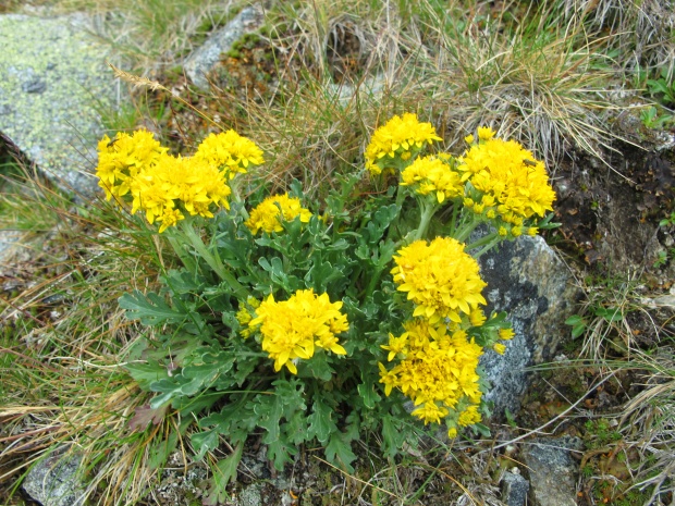 starček sivý kranský Senecio incanus subsp. carniolicus  (Willd.) Braun-Blanq.