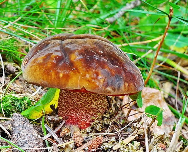 hríb zrnitohlúbikový Sutorius luridiformis (Rostk.) G. Wu & Zhu L. Yang