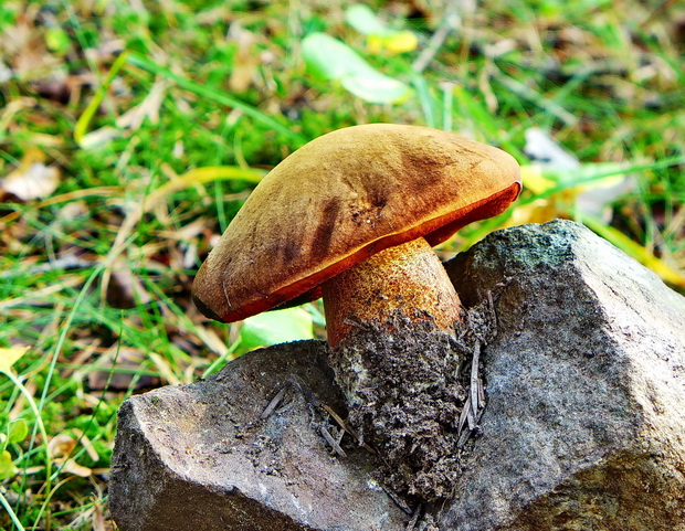 hríb zrnitohlúbikový Sutorius luridiformis (Rostk.) G. Wu & Zhu L. Yang