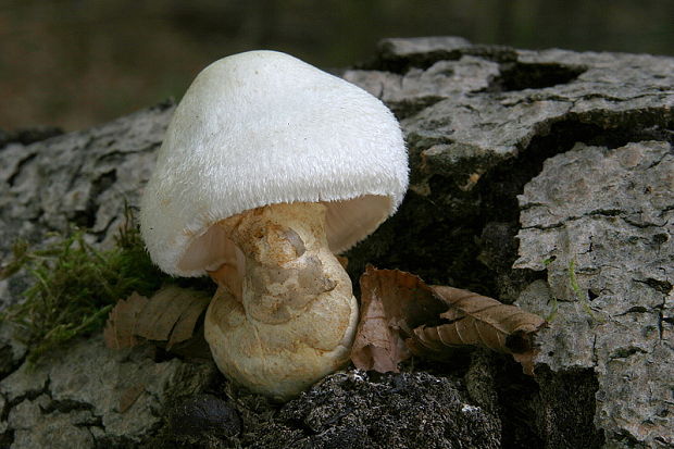 pošvovec stromový Volvariella bombycina (Schaeff.) Singer