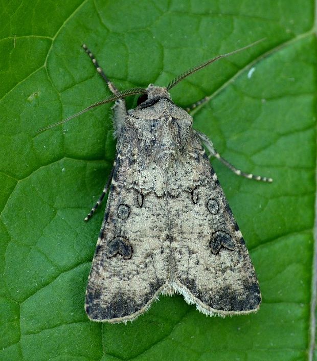 siatica ozimná Agrotis segetum