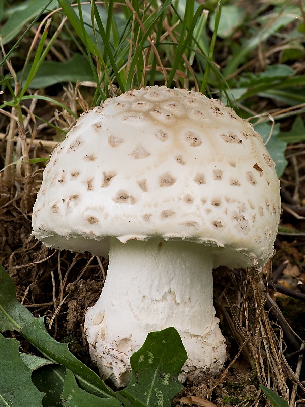 muchotrávka šiškovitá Amanita strobiliformis Gonn. & Rabenh.