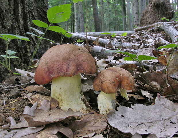 hríb príveskatý Butyriboletus appendiculatus (Schaeff. ex Fr.) Secr.